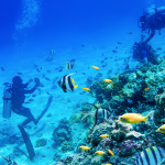 Tour Island Hopping Nha Trang - Amazing Snorkeling