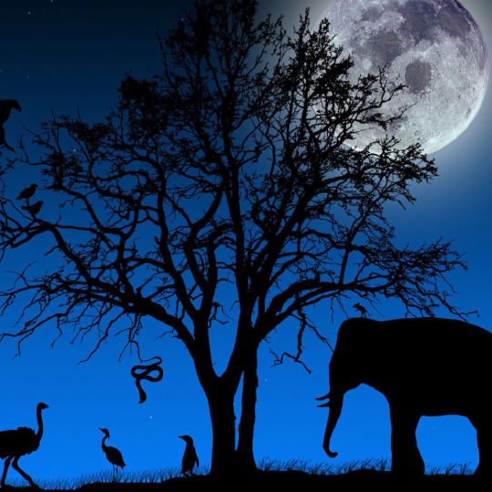 Tour Night Safari Vinpearl Phú Quốc