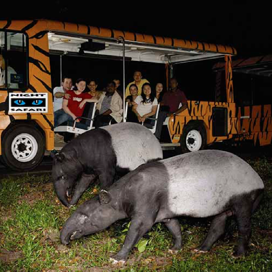 Tour Night Safari Vinpearl Phú Quốc