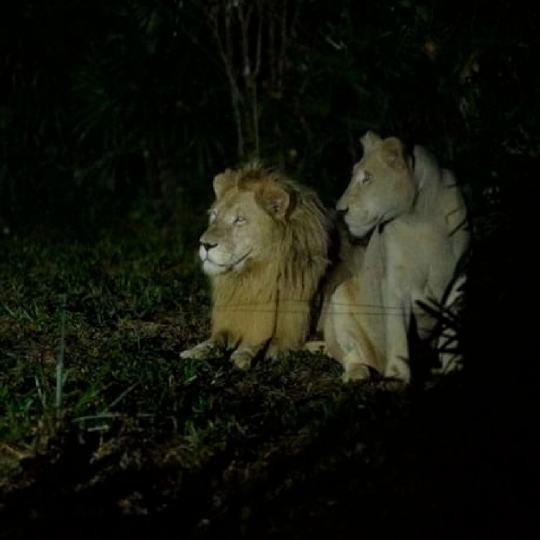 Tour Night Safari Vinpearl Phú Quốc