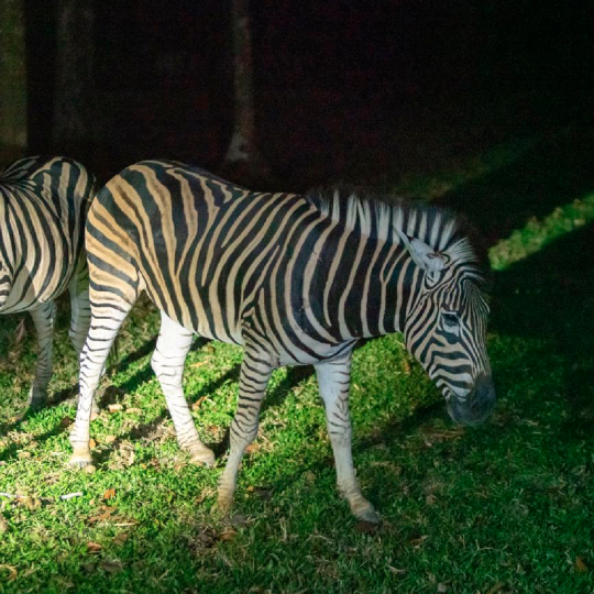 Tour Night Safari Vinpearl Phú Quốc