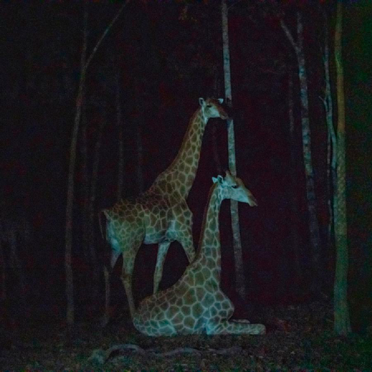 Tour Night Safari Vinpearl Phú Quốc