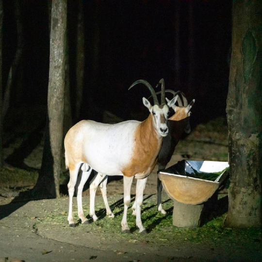 Tour Night Safari Vinpearl Phú Quốc